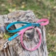 A blue lead and a pink collar rest on a weathered tree stump outdoors, with green grass and blurred foliage in the background.