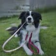 Black and white dog wearing a burgundy and pink custom two colour 1.2m lead on grass outdoors.