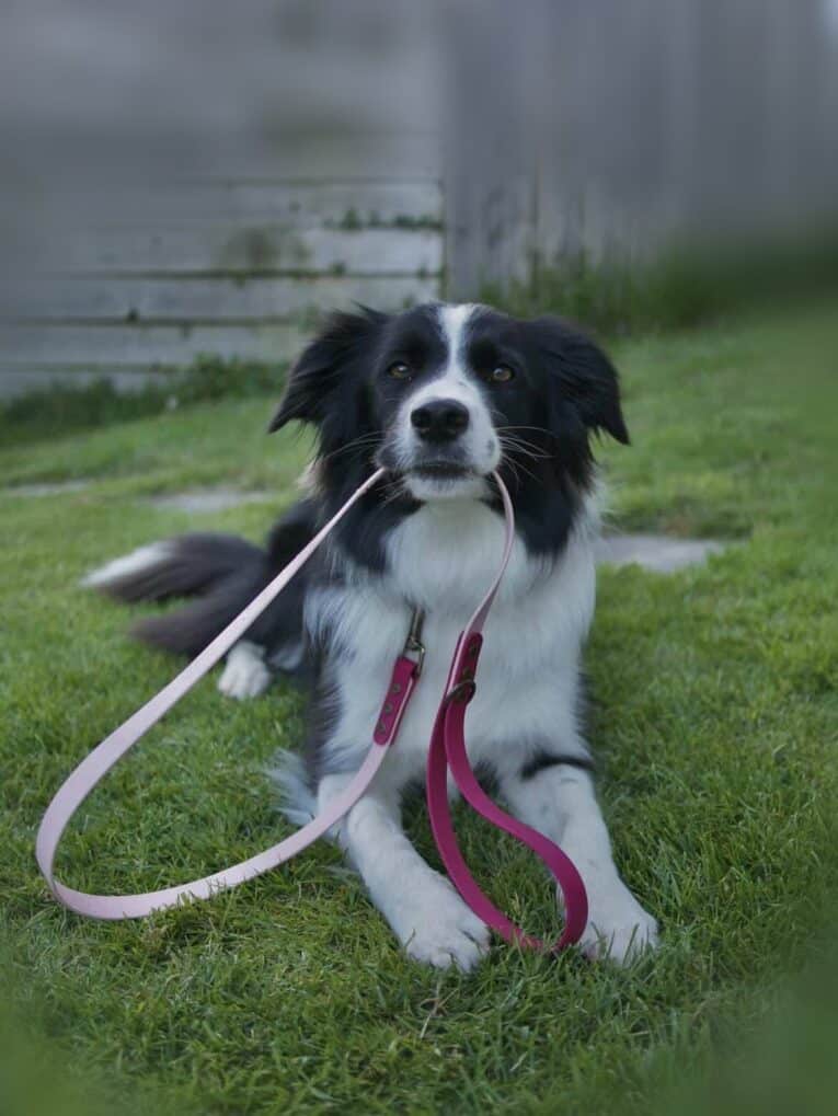 Black and white dog wearing a burgundy and pink custom two colour 1.2m lead on grass outdoors.