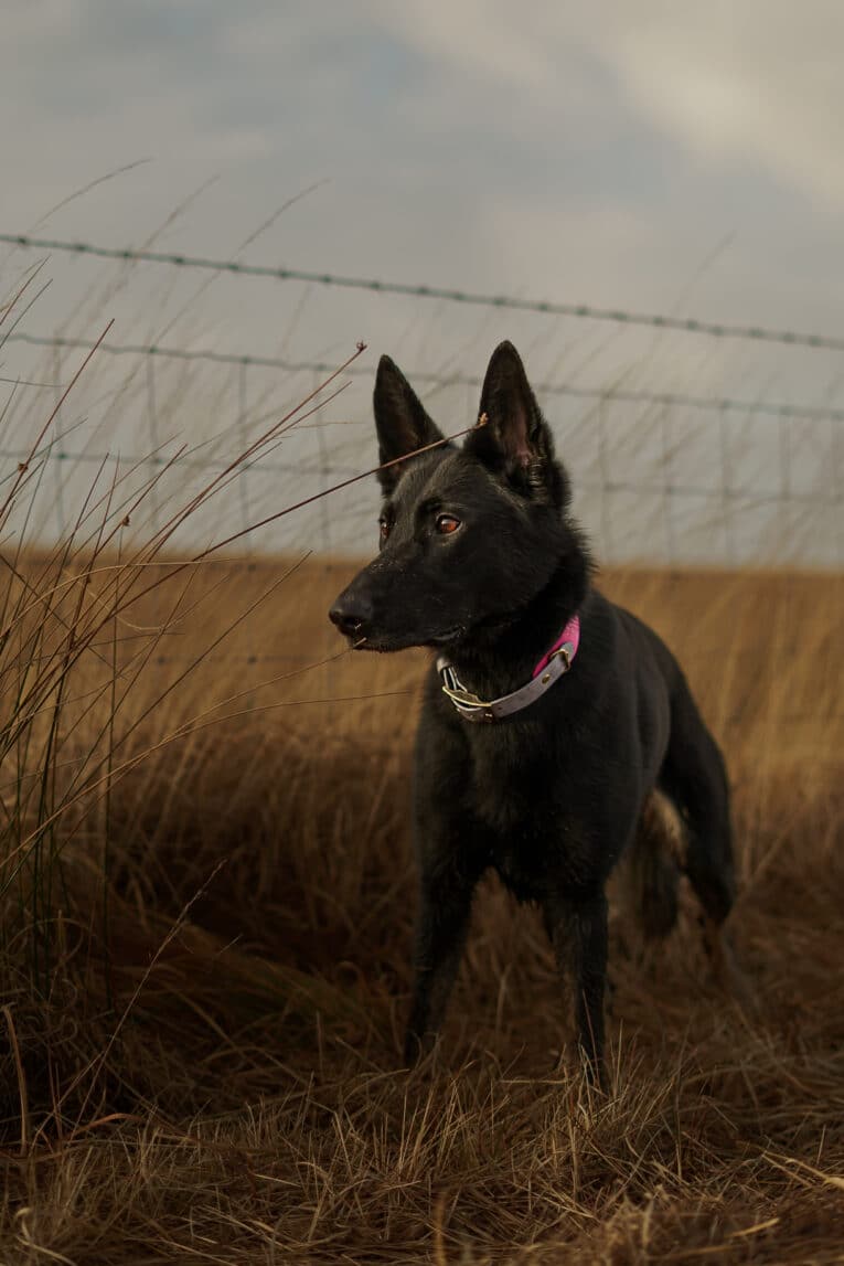 A black dog with upright ears wears the Saffron Grove Tapered Collar while standing alert in a dry grassy field near a barbed wire fence beneath a cloudy sky.