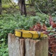 A yellow dog collar with a metal buckle rests on top of a weathered tree stump in a green, wooded area with dense foliage and fallen branches in the background.