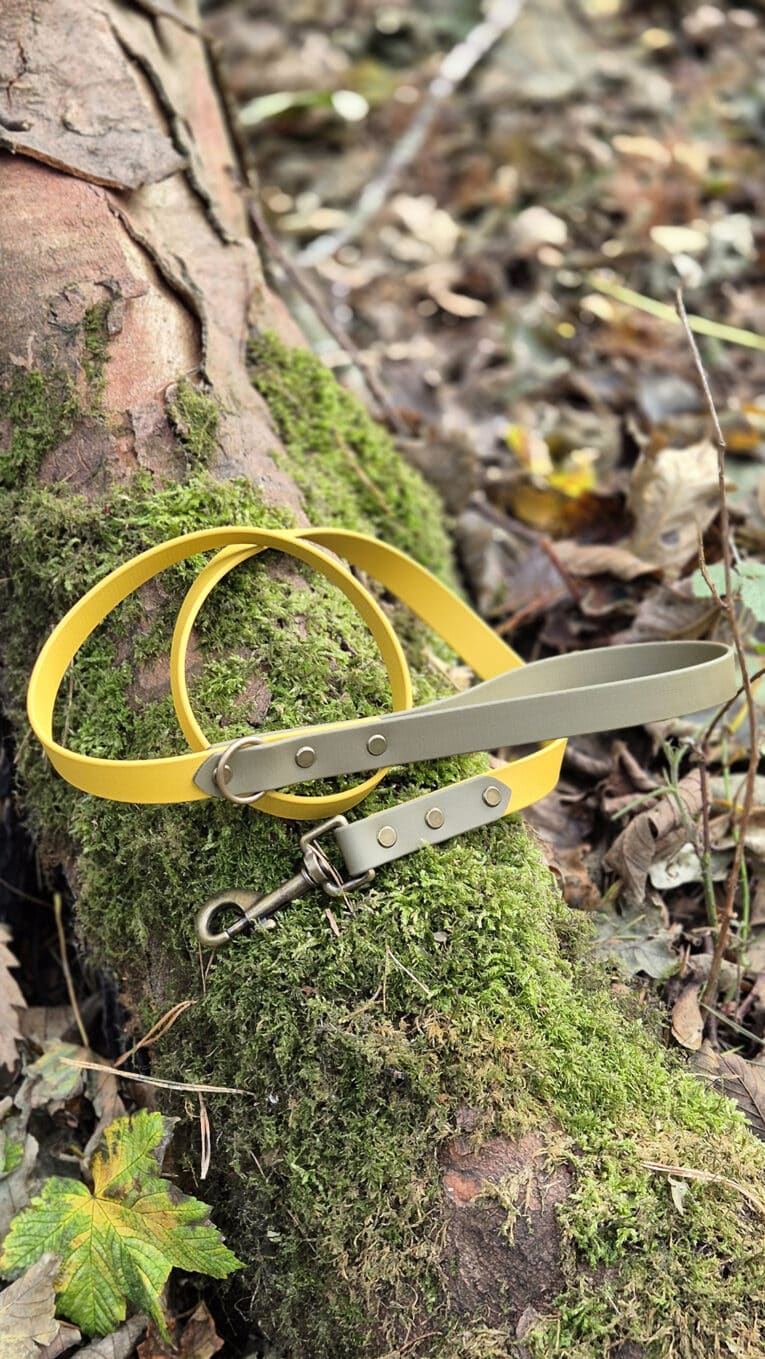 A yellow and olive-green dog lead with metal fittings lies coiled on a moss-covered tree root, surrounded by fallen leaves and forest floor debris.