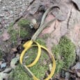 A yellow dog lead lies on a mossy tree trunk in a forest, surrounded by fallen leaves and trees in the background.