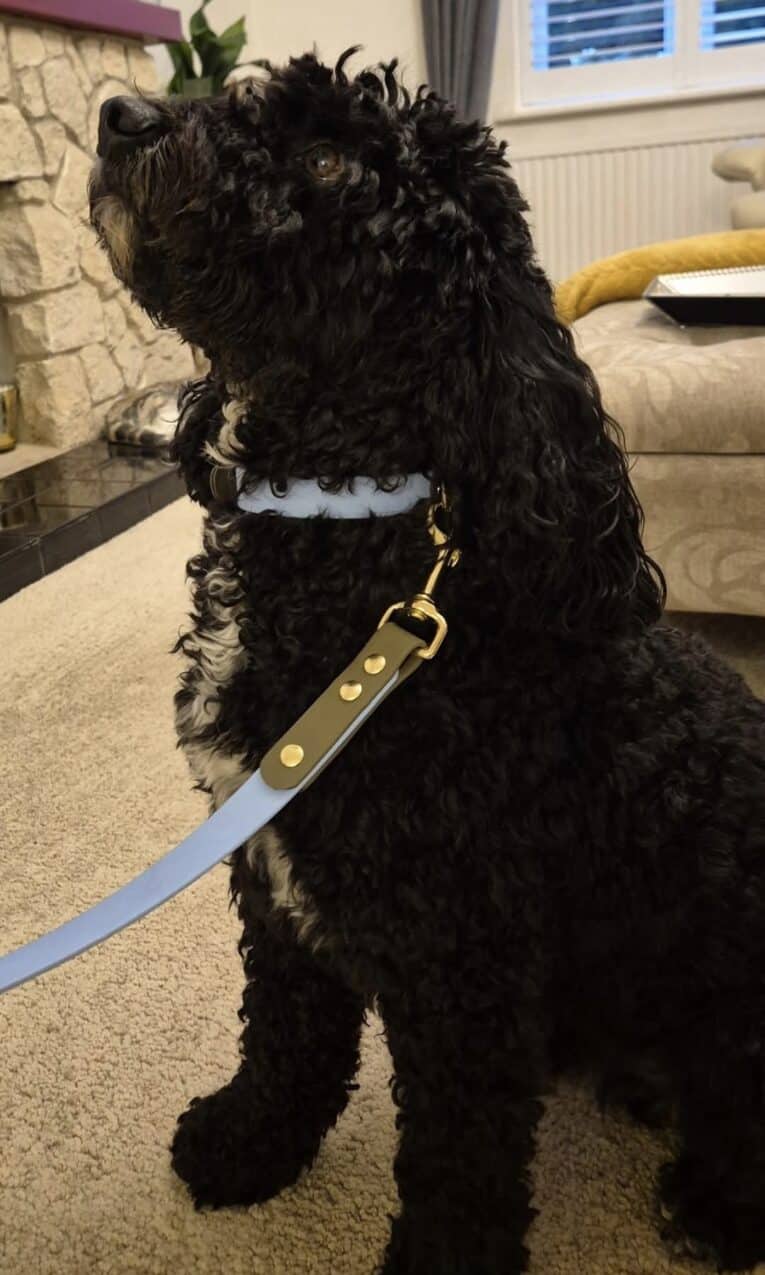 A curly-haired black dog with a white chest patch sits on a carpet indoors, wearing a Shoreline Sage Single Colour Collar. The dog looks upwards, with furniture and a fireplace visible in the background.