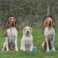Three dogs sit on grass with Custom 2m Multi-way Double-ended Leads: two large brown and white dogs on either side, a smaller tan and white dog in the centre, with a hedge and cloudy sky in the background.