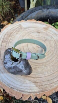 A light green pet collar with a silver buckle and a lilac loop is displayed on a dark rock, which is placed on a large, round wooden tree stump outdoors.