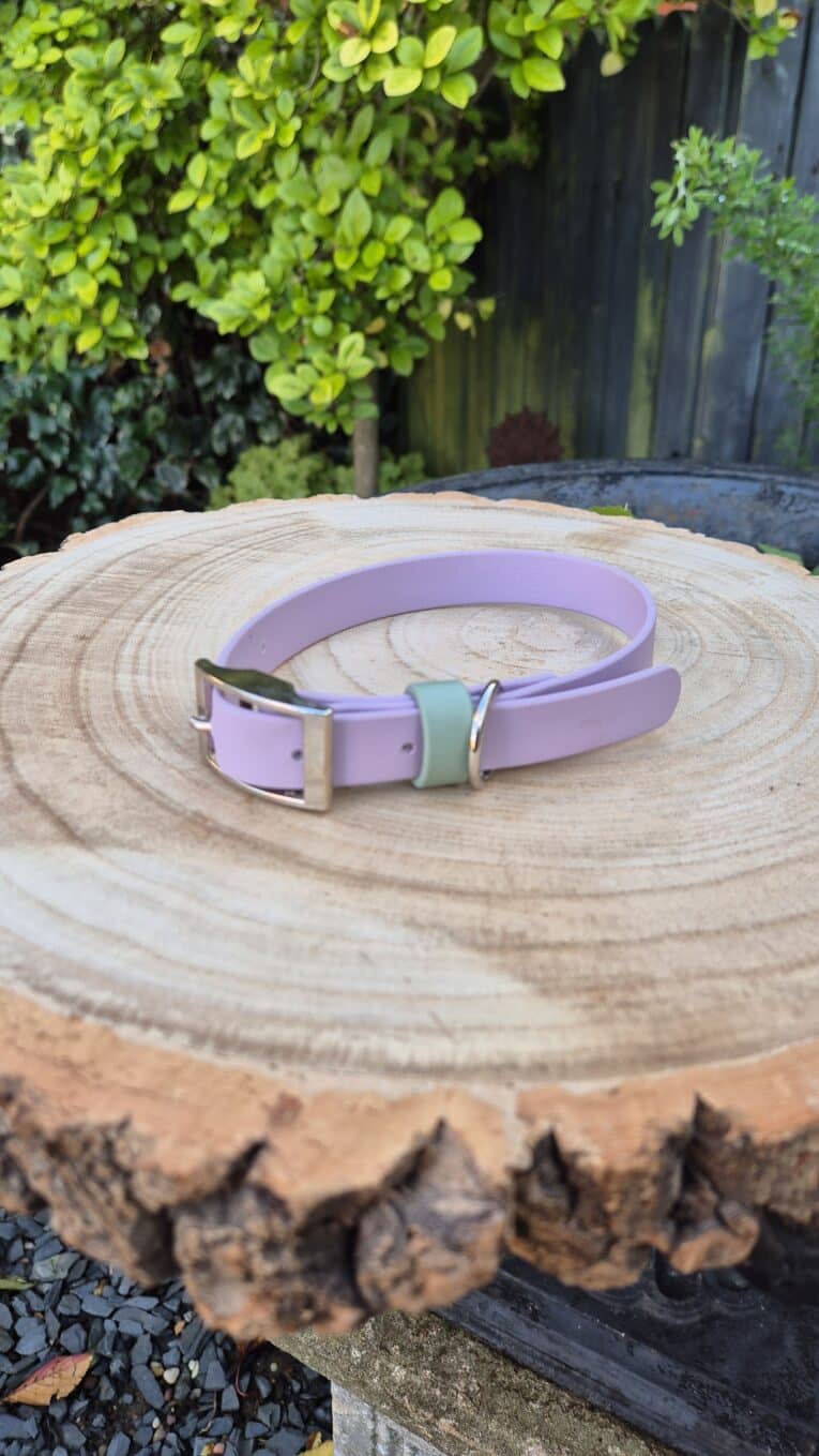 A lilac dog collar with a green accent and silver buckle rests on a large, circular wooden tree stump outdoors, with leafy green plants and a dark fence in the background.