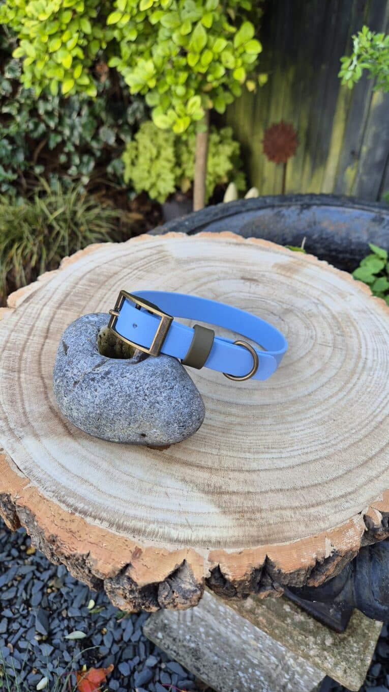 A light blue dog collar with a black buckle and olive green loop rests on a smooth grey stone, placed on a cut tree stump outdoors, surrounded by green plants and a dark wooden fence.