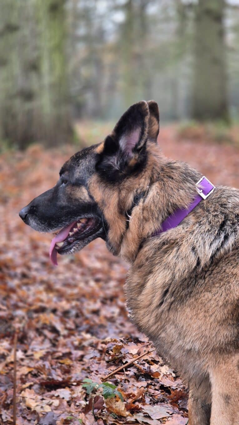 A German Shepherd wearing the Purple Mist Single Colour Collar stands on an autumn leaf-covered forest path, facing left with its tongue out. Blurred trees and foliage form the background.
