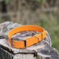 An orange belt with a silver buckle is placed on a weathered tree stump, with a blurred green and brown natural background.
