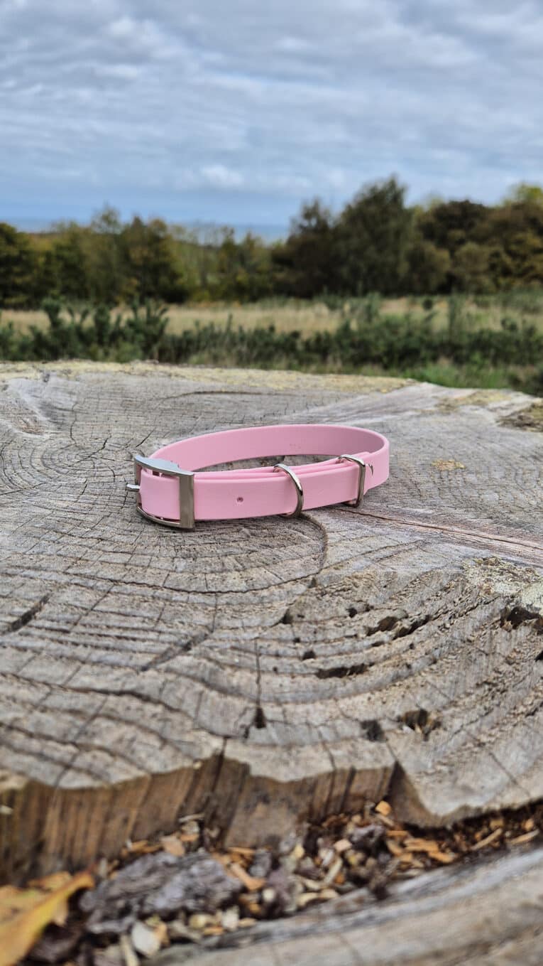 A pink dog collar with silver buckles lies on a large, weathered tree stump outdoors, with grass, shrubs, and trees visible in the background under a cloudy sky.