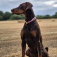A brown Dobermann wearing the Spring Meadow Half Slip Collar sits alertly on a straw bale in a harvested field, with trees and a cloudy sky stretching over the tranquil spring meadow in the background.
