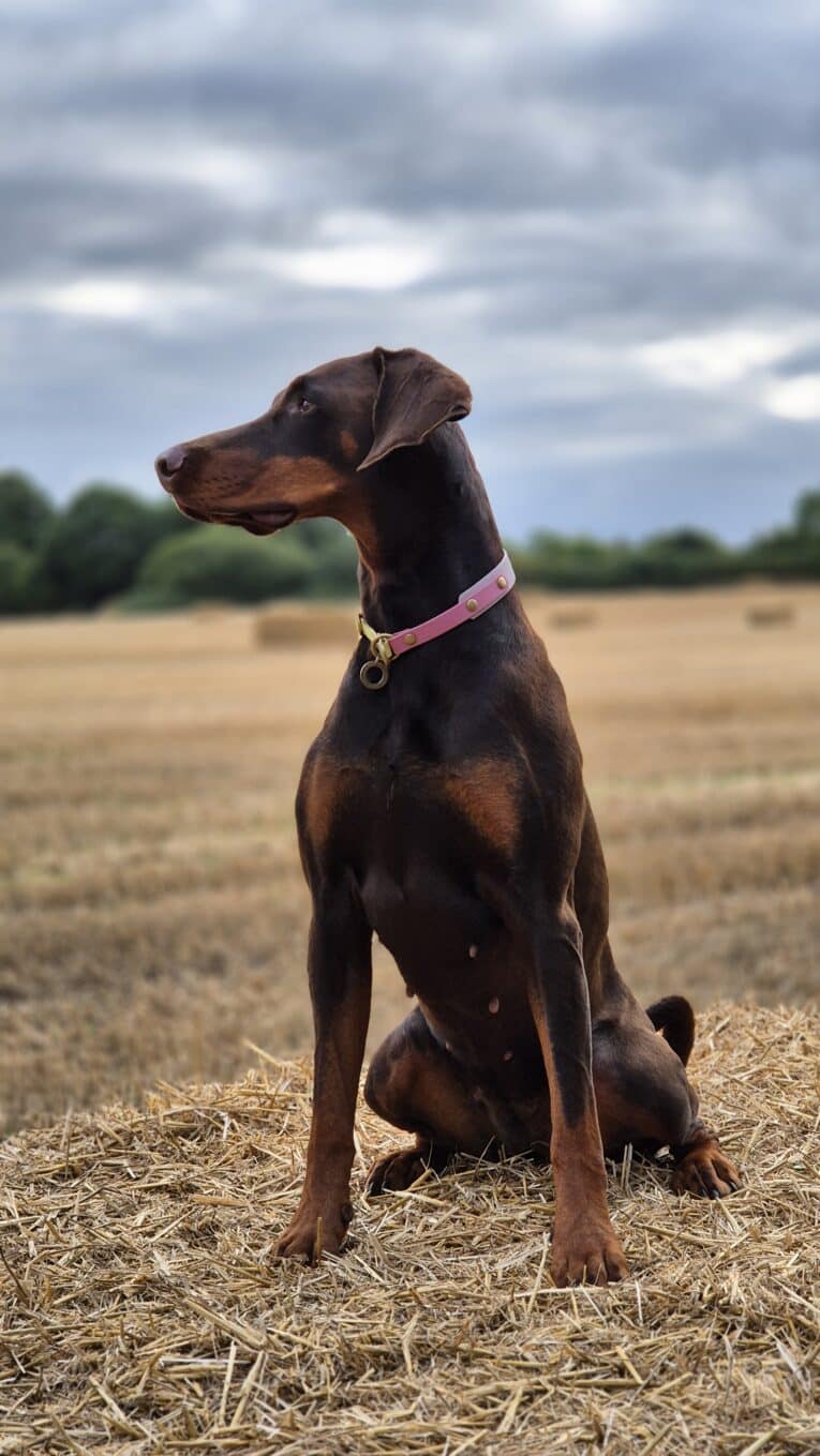 A brown Dobermann wearing the Spring Meadow Half Slip Collar sits alertly on a straw bale in a harvested field, with trees and a cloudy sky stretching over the tranquil spring meadow in the background.