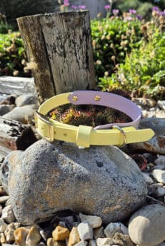 Spring Meadow Two Colour Collar