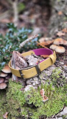 A mustard yellow dog collar with a brass buckle rests on mossy tree bark, surrounded by small mushrooms and green foliage in a woodland setting.