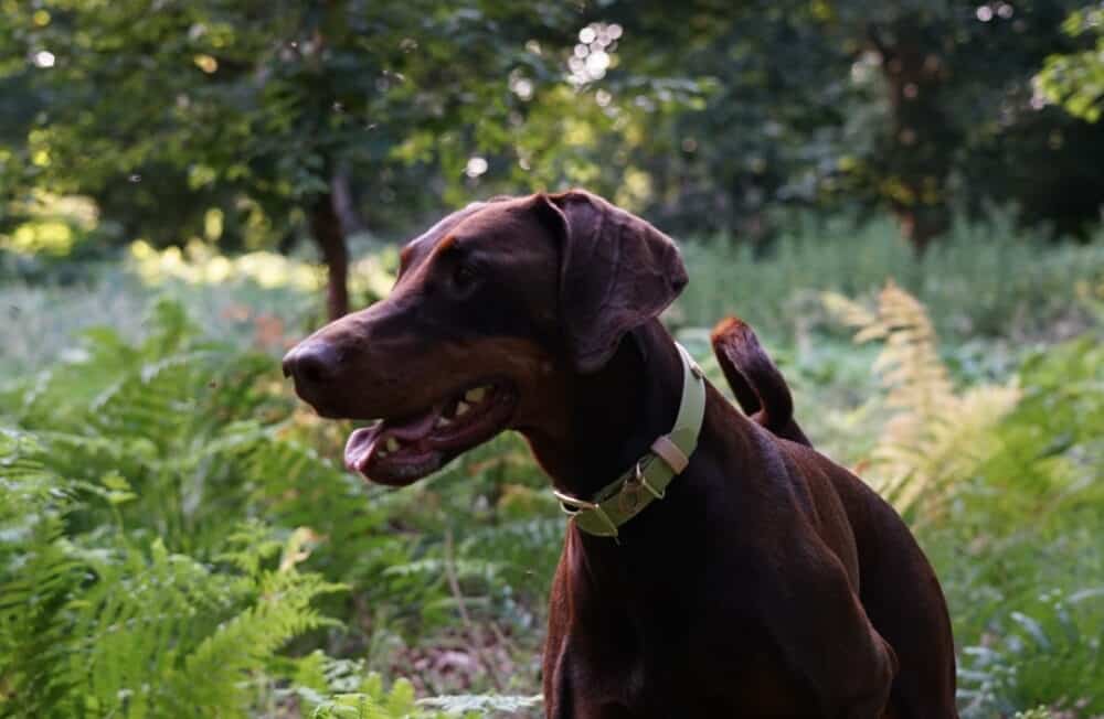 A brown Dobermann dog with a sustainable dog collar from the UK stands alert among green ferns and trees in a sunlit forest.