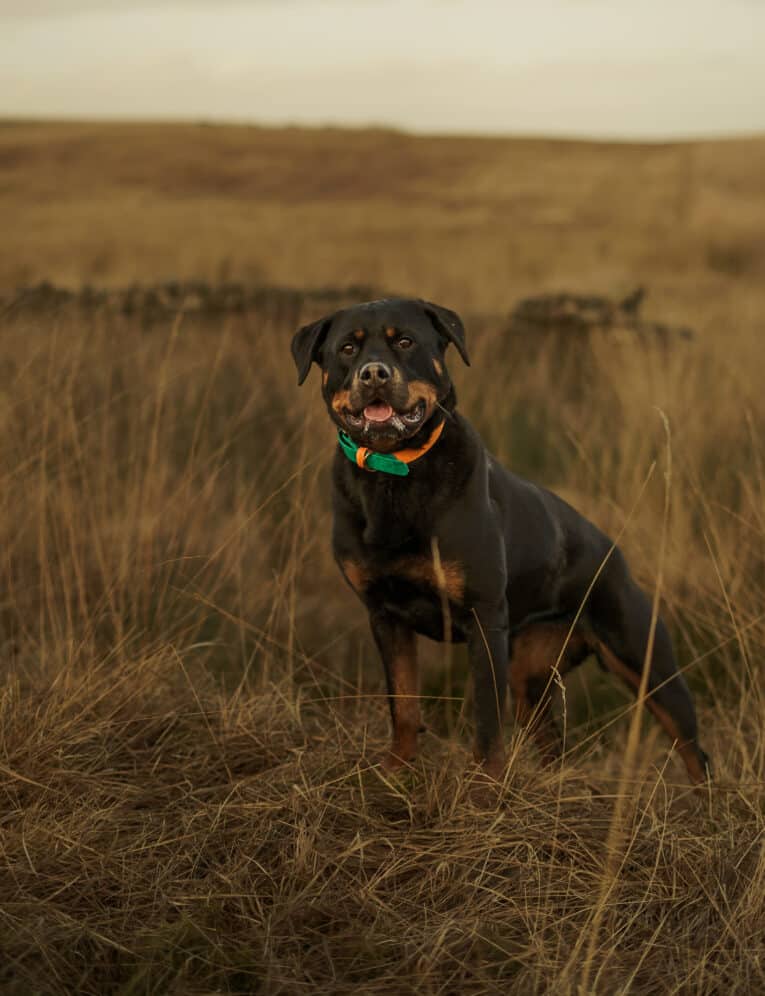 A large black and tan dog stands in tall, dry grass wearing a green and orange Custom Two Colour Collar, looking at the camera with its mouth open. The blurred background shows brown hills in an open field.