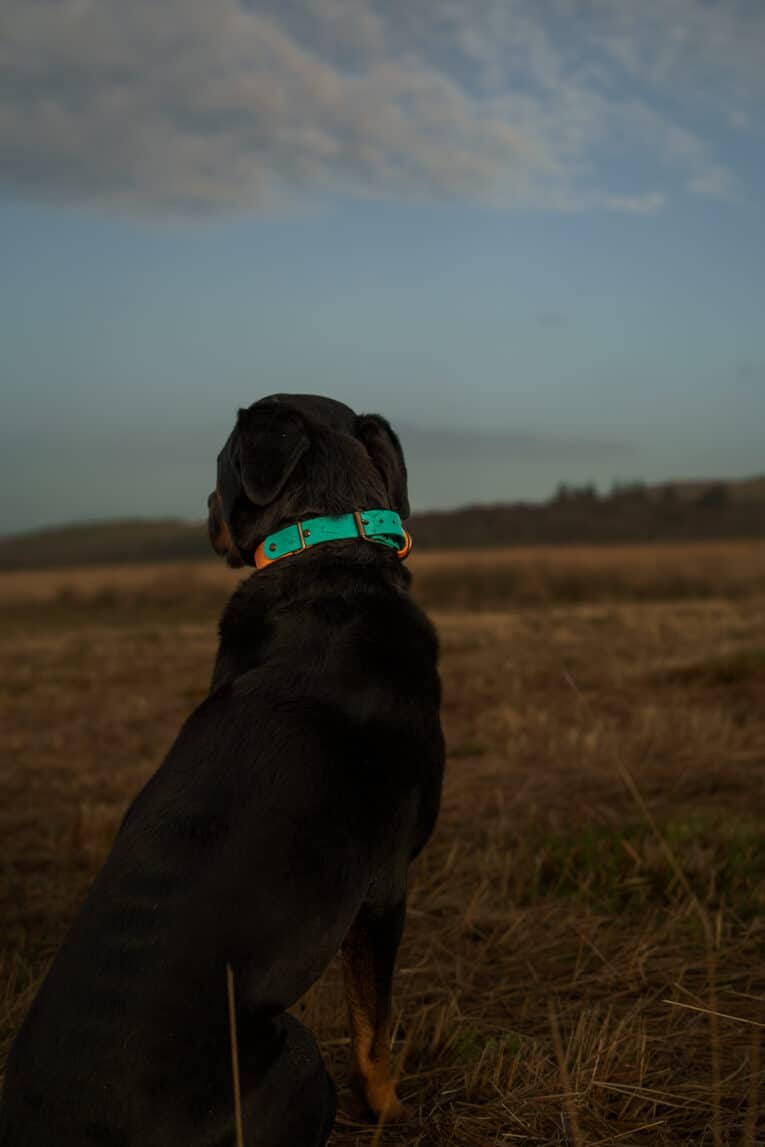 A black and brown dog wearing the Saffron Grove Tapered Collar sits in a grassy field at dusk, gazing towards distant hills under a cloudy sky.