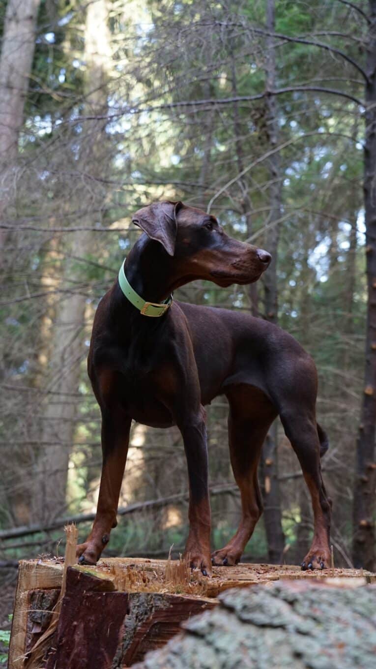 A brown Dobermann, alert on a tree stump in a sunlit forest, wears the Custom Single Colour Collar in light green. Tall trees with lush green foliage form the backdrop as the dog gazes off to the side.