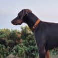 A brown-coated Dobermann wears the Amberwood Half Slip Collar whilst standing on grass, looking left. Shrubs and a clear sky appear in the background.