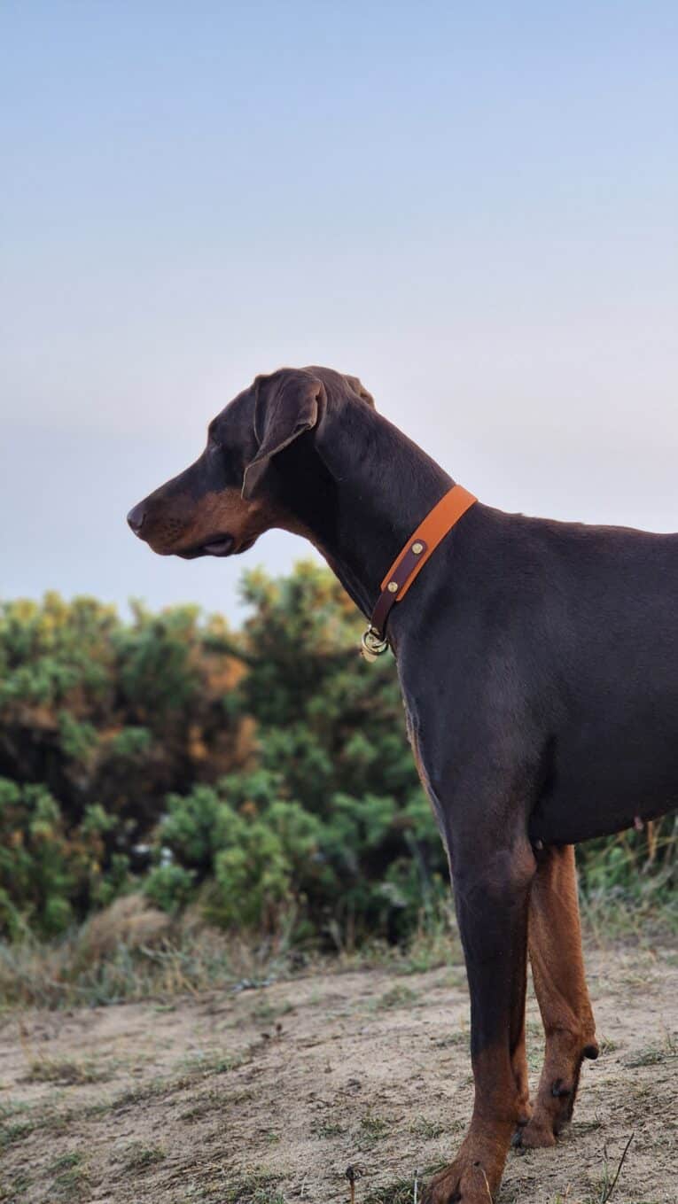A brown-coated Dobermann wears the Amberwood Half Slip Collar whilst standing on grass, looking left. Shrubs and a clear sky appear in the background.