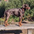A brown and tan Dobermann stands on a wooden bench outdoors, wearing the Amberwood Half Slip Collar, with green trees, a coastal town, and the blue sea in the background.
