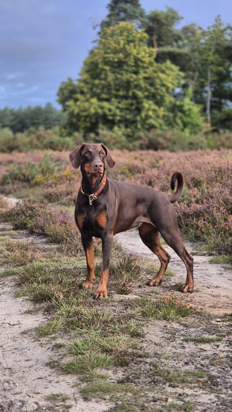 A brown Dobermann with tan markings, wearing an Amberwood Half Slip Collar, stands alert on a sandy path amid grass and trees, gazing into the distance under a cloudy sky.