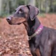 A Dobermann wearing the Blackwood Berry Half Slip Collar stands alert on a forest path strewn with autumn leaves, surrounded by trees and soft, blurred foliage in the background.
