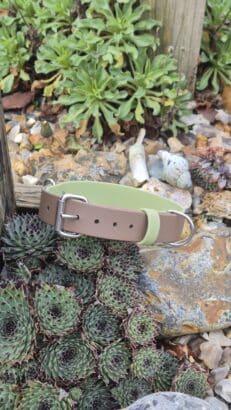 Custom Two Colour Collar