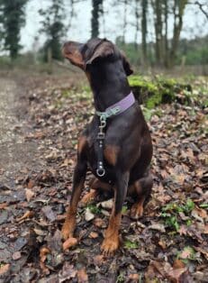 A brown Dobermann in a lavender collar sits on fallen leaves along a forest path, looking aside. Attached to the dog is the Super-grip Biothane Grab Tab/Handle lead. Trees and greenery create a peaceful backdrop.