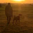 A person walks with a dog across a grassy field at sunset, both silhouetted against the orange glow of the sun, the dog's Biothane collar catching the last light of day.