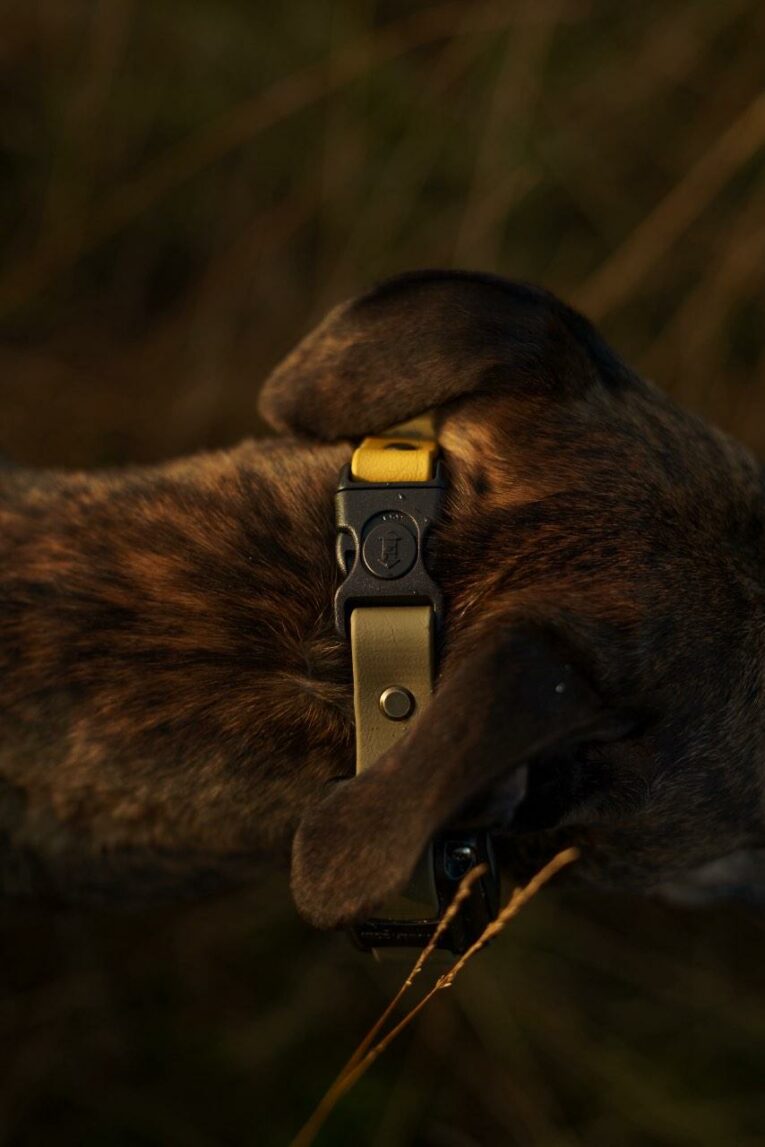 A close-up shows a brown brindle dog’s neck wearing the Custom Quick-Snap Bungee Collar in yellow and black, with a softly blurred background and warm, natural light.