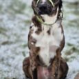 A black and white dog with blue eyes sits on snowy grass, wearing a green Avocado Grove Two Colour Collar loosely looped round its nose and neck.