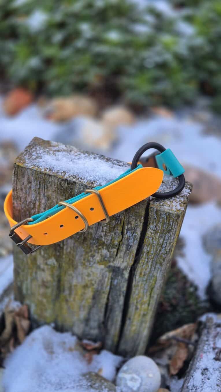 A Quick-Snap Bungee Collar in bright orange and teal with a black buckle is draped over a snow-dusted, weathered tree stump outdoors.