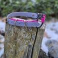 A pink and grey Quick-Snap Bungee Collar with a metal buckle sits atop a weathered tree stump outdoors, surrounded by snow patches and green foliage.