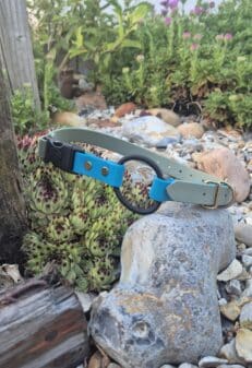 Bright blue and grey quick-snap bungee collar strap displayed on a garden rock, showcasing durable BioThane construction and antique brass hardware.