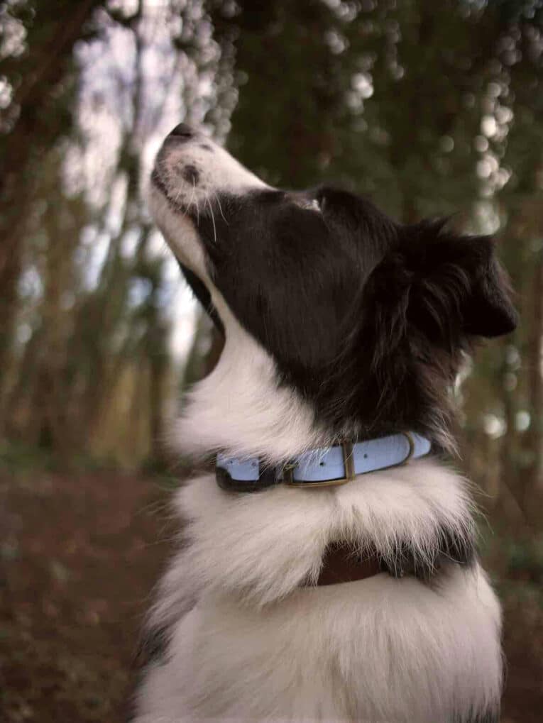 A black and white dog wearing a blue Custom Quick-Snap Collar Strap looks upwards while standing in a wooded outdoor area with blurred trees in the background.