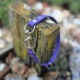 The Custom Snap Tag/Slip Collar, featuring a purple colour and silver clasp, is draped over a mossy wooden post amid rocks and greenery outdoors.