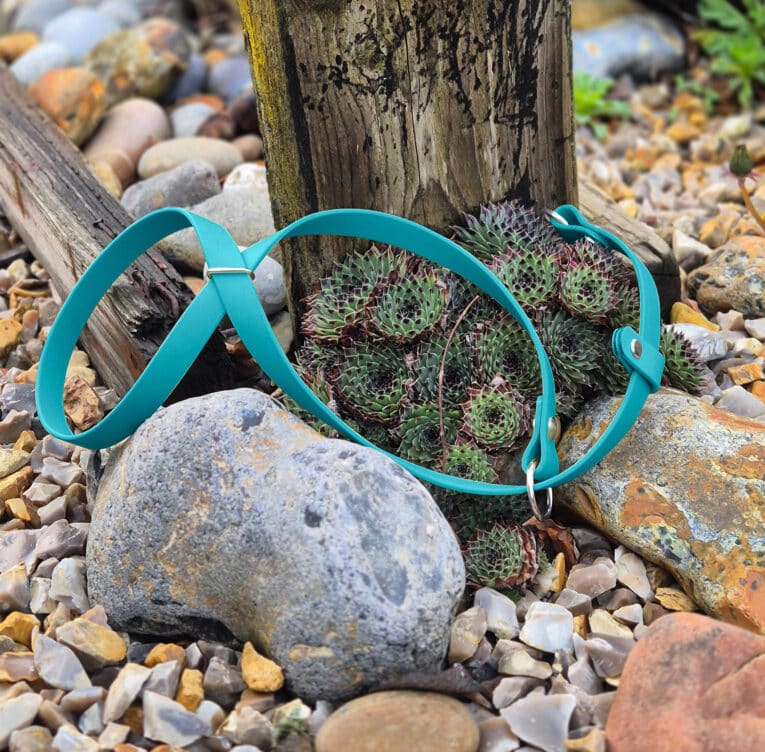 A teal-coloured dog harness lies on rocks and gravel next to a wooden post and green succulent plants in an outdoor garden setting.