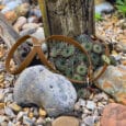 A brown leather dog harness lies on rocky ground with succulents and weathered wooden posts in the background.