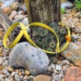A bright yellow dog collar with a silver buckle is laid on rocky ground near green succulents and a wooden post. Various stones and pebbles surround the collar and plants.