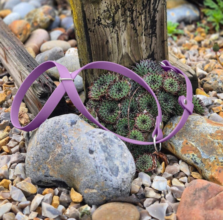 A pink rubber plant support ring is placed on rocks and gravel next to a wooden post with green succulents growing at its base.