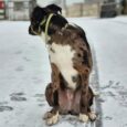 A brindle dog wearing the Avocado Grove Two Colour Collar (Copy) sits on a snowy road, surrounded by tyre tracks and footprints, with houses and a fence visible in the cloudy background.