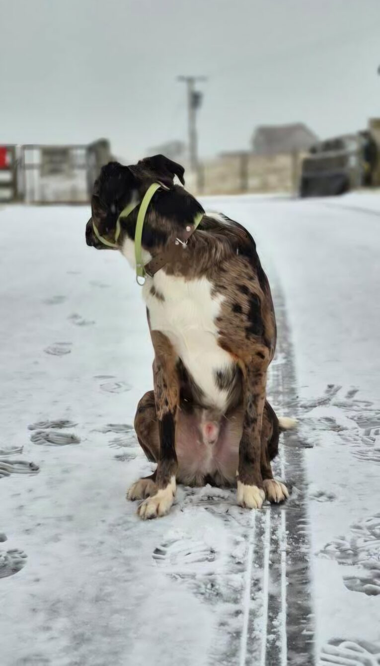 A brindle dog wearing the Avocado Grove Two Colour Collar (Copy) sits on a snowy road, surrounded by tyre tracks and footprints, with houses and a fence visible in the cloudy background.