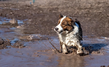 A brown and white dog shakes off water whilst standing in a muddy puddle, with splashes and droplets flying around—reminding us that after outdoor fun, cleanliness and good hygiene are important for our furry friends.