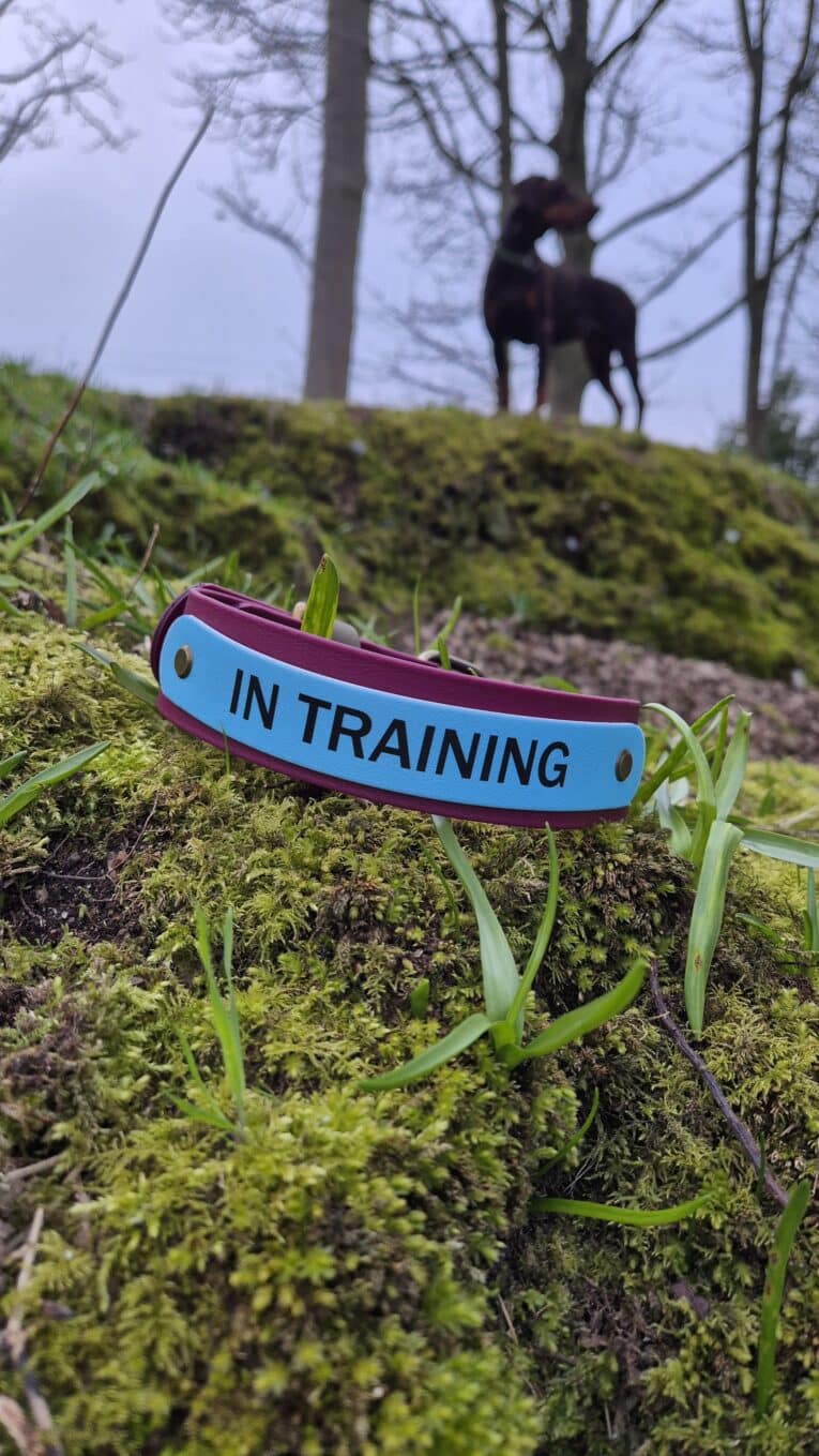Blue and burgundy 'In Training' Martingale Half-Slip Collar displayed on moss-covered ground with a dog training in the woodland background.