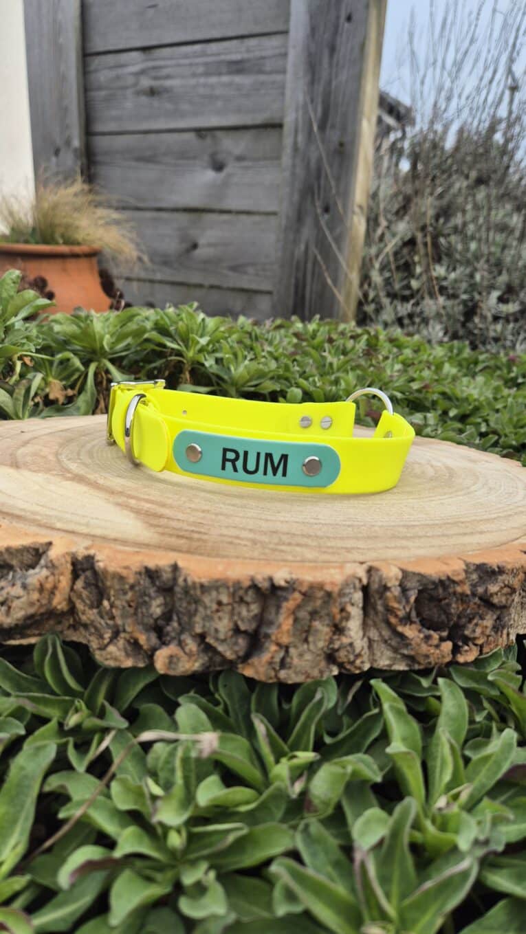 Bright yellow Centre O-Ring Collar with teal nameplate reading 'RUM', displayed on a wooden surface in a garden setting.