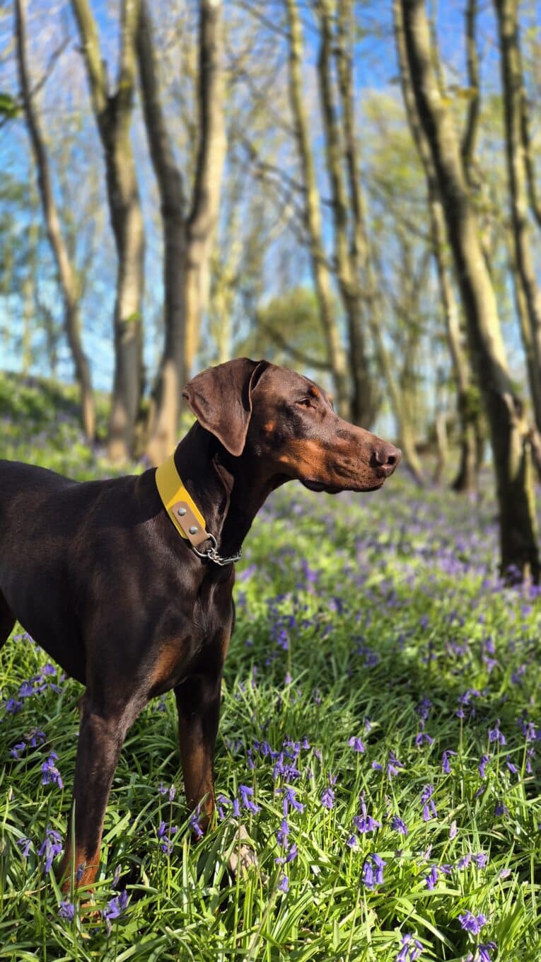 Chocolate brown dog wearing a yellow Handmade BioThane collar, standing among purple flowers and tall trees in woodland.
