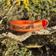 Bright orange handmade BioThane dog collar displayed on a desert branch, with blooming yellow wildflowers in soft focus behind.
