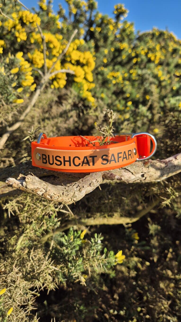 Bright orange handmade BioThane dog collar displayed on a desert branch, with blooming yellow wildflowers in soft focus behind.